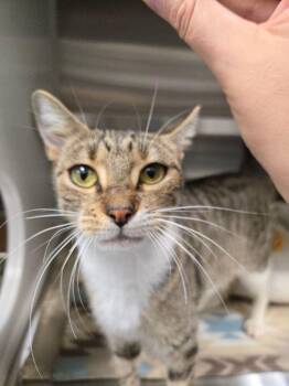 Rescue Domestic Short Hair Cats for Adoption in Hilton Head Island, South Carolina - Twill | PetCurious