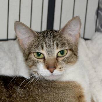 Belle -  Domestic Short Hair Cat for Adoption in Los Angeles, California - Belle | PetCurious