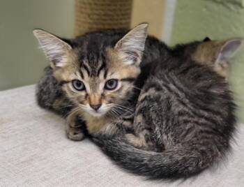 Bruno -  Domestic Short Hair Cat for Adoption in Bloomington, Indiana - Bruno | PetCurious