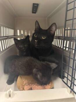 April -  Domestic Short Hair Cat for Adoption in Kansas City, Missouri - April | PetCurious