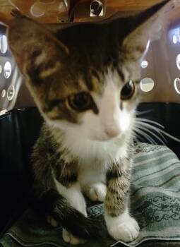 Sheamus -  Domestic Short Hair Cat for Adoption in Saint Clairsville, Ohio - Sheamus | PetCurious