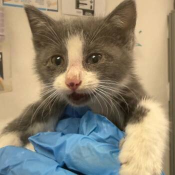 Nicki Minaj -  Domestic Medium Hair Cat for Adoption in Charleston, West Virginia - Nicki Minaj | PetCurious