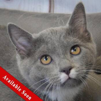 Madame Jeanette -  Russian Blue and Domestic Short Hair Cat for Adoption in Huntley, Illinois - Madame Jeanette | PetCurious