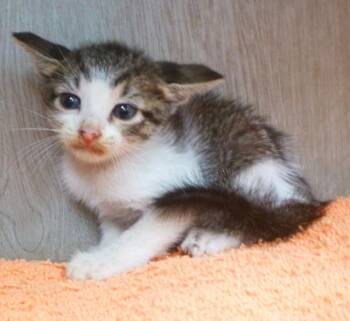 Theodora -  Domestic Short Hair Cat for Adoption in Lafayette, Louisiana - Theodora | PetCurious