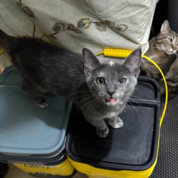 Stella -  Domestic Short Hair Cat for Adoption in Greenfield, Indiana - Stella | PetCurious
