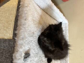 Bibbidy -  Domestic Medium Hair Cat for Adoption in Bethel Park, Pennsylvania - Bibbidy | PetCurious