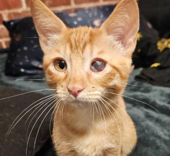 Mystique 5151 -  Domestic Short Hair Cat for Adoption in Bonsall, California - Mystique 5151 | PetCurious