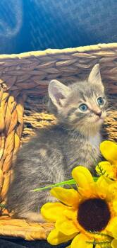 Cannon -  Domestic Medium Hair Cat for Adoption in Lucedale, Mississippi - Cannon | PetCurious