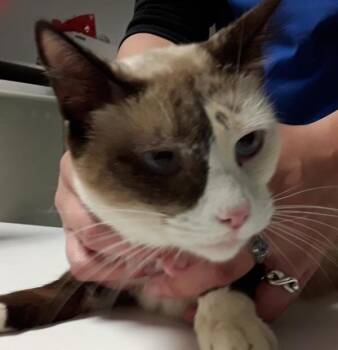 Wasabi -  Domestic Short Hair Cat for Adoption in Houston, Texas - Wasabi | PetCurious