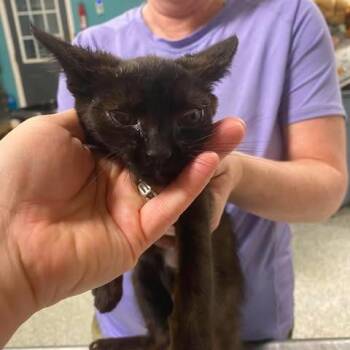 Green Eyed Girl -  Domestic Short Hair Cat for Adoption in Fredericksburg, Virginia - Green Eyed Girl | PetCurious