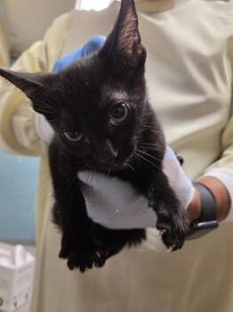 ERNIE -  Domestic Short Hair Cat for Adoption in Kent, Washington - ERNIE | PetCurious