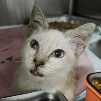 Muffin -  Siamese and Domestic Short Hair Cat for Adoption in Pompano Beach, Florida - Muffin | PetCurious