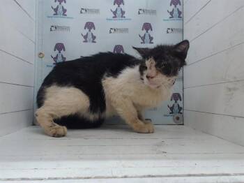 Domestic Short Hair Cats Available for Adoption - KAPPA | PetCurious