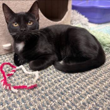 Choco -  Domestic Short Hair Cat for Adoption in Los Angeles, California - Choco | PetCurious