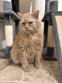Domestic Medium Hair Cats Available for Adoption - Cashmere | PetCurious