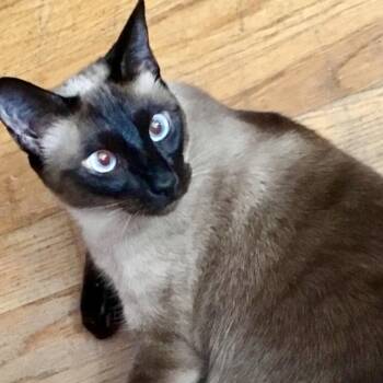 Amanda -  Siamese Cat for Adoption in Allen, Texas - Amanda | PetCurious