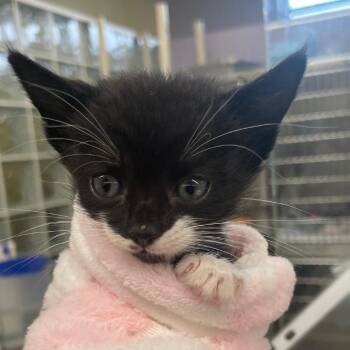 Nala -  Domestic Short Hair Cat for Adoption in West Palm Beach, Florida - Nala | PetCurious