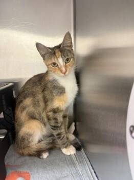 Evanescence -  Domestic Short Hair Cat for Adoption in Wichita, Kansas - Evanescence | PetCurious