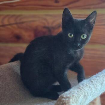 Mountain Glacier -  Domestic Short Hair Cat for Adoption in Fredericksburg, Virginia - Mountain Glacier | PetCurious