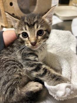 Rescue Domestic Short Hair Cats for Adoption in Riverside, California - FILO | PetCurious