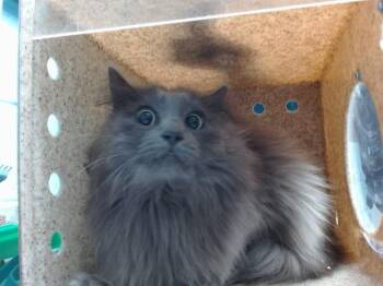Domestic Long Hair and Domestic Short Hair Cats Available for Adoption in Albuquerque, New Mexico - KEVIN | PetCurious
