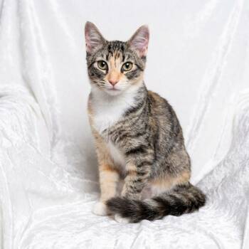 Gracie -  Domestic Short Hair Cat for Adoption in Miami, Florida - Gracie | PetCurious
