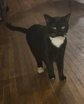 Tuxedo Cats Available for Adoption - Toes | PetCurious