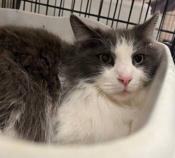 Domestic Long Hair Cats Available for Adoption in Lima, Ohio - Gouda | PetCurious
