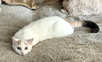 Rescue Domestic Short Hair Cats for Adoption in Bentonville, Arkansas - Wilma & Powder! | PetCurious