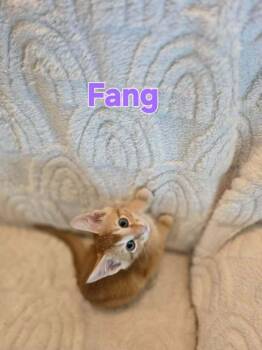 Fang -  Domestic Short Hair Cat Available for Adoption in Groveland, Massachusetts - Fang | PetCurious