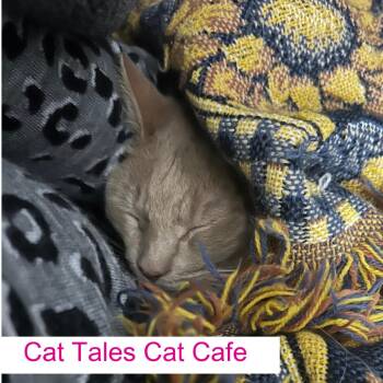 Domestic Short Hair Cats Available for Adoption in Chapel Hill, North Carolina - Toby | PetCurious