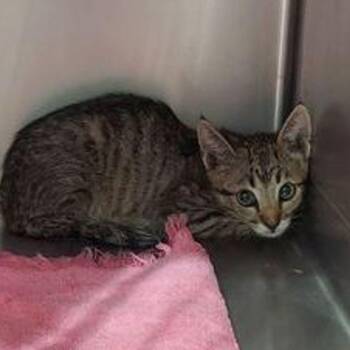 Spark -  Domestic Short Hair Cat for Adoption in Lake Havasu City, Arizona - Spark | PetCurious