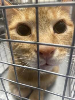 CHESTER -  Domestic Short Hair Cat for Adoption in Las Vegas, Nevada - CHESTER | PetCurious