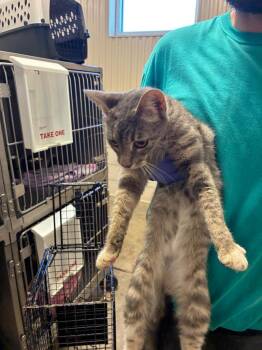 Sydney -  Domestic Short Hair Cat for Adoption in Bossier City, Louisiana - Sydney | PetCurious