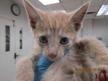 Sally(607) -  Domestic Short Hair Cat for Adoption in Marietta, Georgia - Sally(607) | PetCurious