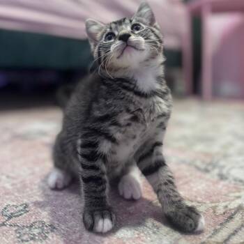 Tootie -  Domestic Short Hair Cat for Adoption in Overland Park, Kansas - Tootie | PetCurious