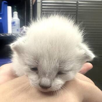 Domestic Short Hair Cats Available for Adoption in Midland, Texas - Skittles | PetCurious