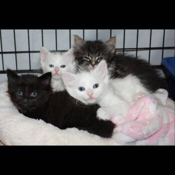 Domestic Medium Hair and Maine Coon Cats Available for Adoption in Fresno, California - Orchid | PetCurious