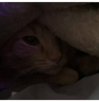 Sabrina Duncan -  Domestic Short Hair and Tabby Cat for Adoption in Chandler, Arizona - Sabrina Duncan | PetCurious