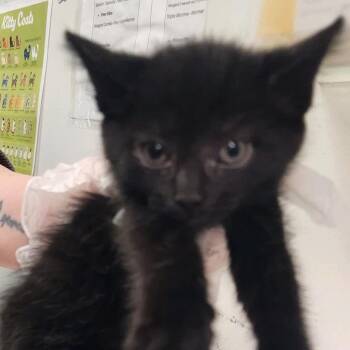 Elio -  Domestic Medium Hair Cat for Adoption in Charleston, West Virginia - Elio | PetCurious