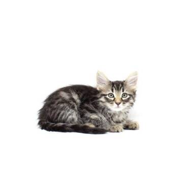 Domestic Medium Hair Cats Available for Adoption in Florence, Arizona - Bernadine | PetCurious