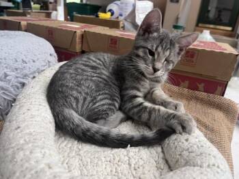 Monk -  Domestic Short Hair Cat for Adoption in Dayton, Ohio - Monk | PetCurious