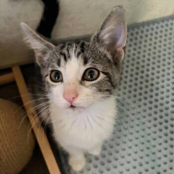 Roxie -  Domestic Short Hair Cat for Adoption in Prairie Du Chien, Wisconsin - Roxie | PetCurious