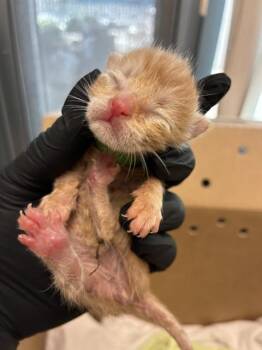 A1414748 -  Domestic Short Hair Cat for Adoption in San Jose, California - A1414748 | PetCurious