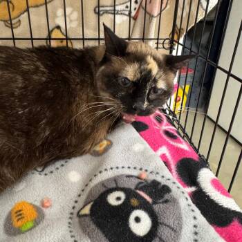 Muffin -  Siamese Cat Available for Adoption in Redwood Falls, Minnesota - Muffin | PetCurious