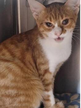 Peaches -  Domestic Short Hair Cat for Adoption in Winfield, Kansas - Peaches | PetCurious