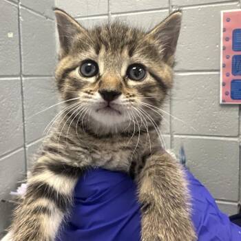Spencer -  Domestic Short Hair Cat for Adoption in West Olive, Michigan - Spencer | PetCurious