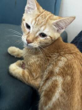 Rescue Domestic Short Hair Cats for Adoption in Aiea, Hawaii - Taylor Swift | PetCurious