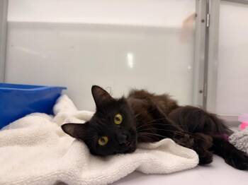 Demie -  Domestic Medium Hair Cat for Adoption in Raleigh, North Carolina - Demie | PetCurious