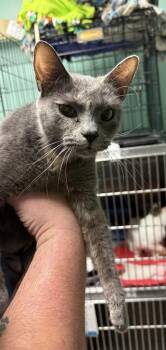 Anita- -  Domestic Short Hair Cat for Adoption in Athens, Ohio - Anita- | PetCurious